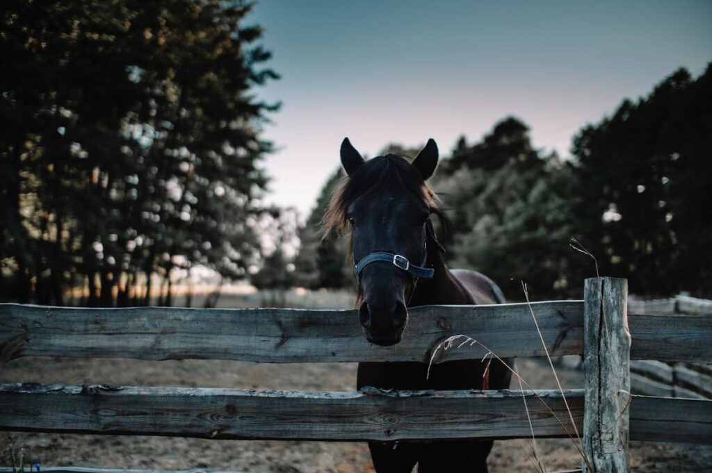 Imagem mostra cavalo lindo em bem cuidado em um dos hotéis fazenda do Vale do Aço.