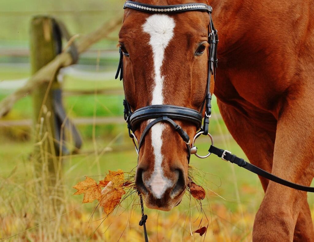 Imagem mostra cavalo viçoso e bem cuidado em um dos hotéis fazenda do Vale do Aço.